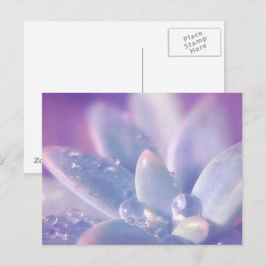 Morning Dew on Succults Briefkaart (Voorkant / Achterkant)