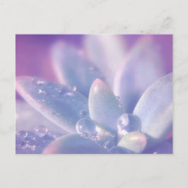 Morning Dew on Succults Briefkaart