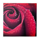 Morning dew op rode rozenbladen, bloemfotografie tegeltje (Voorkant)