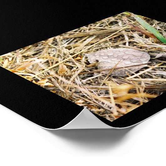 Morning Dew Poster (Hoek)