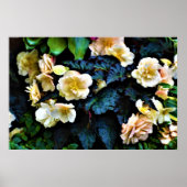 Morning Dew, Poster (Voorkant)