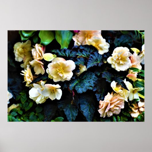 Morning Dew, Poster (Voorkant)