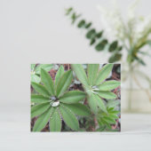 Morning Dew-reeks Briefkaart (Staand voorkant)