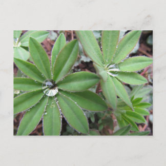 Morning Dew-reeks Briefkaart