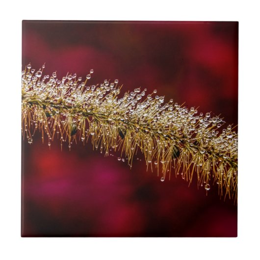 Morning Dew Tegeltje (Voorkant)