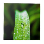 Morning Dew Water Droplet Tegeltje (Voorkant)