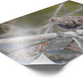 Morning Dove Hiding in Pine Tree Bird Print Foto Afdruk (Hoek)