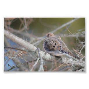 Morning Dove Hiding in Pine Tree Bird Print Foto Afdruk