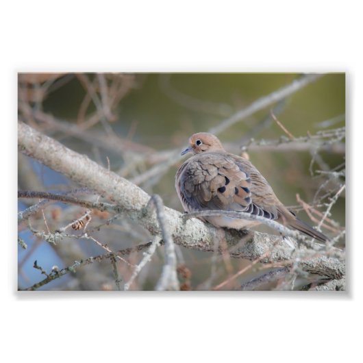 Morning Dove Hiding in Pine Tree Bird Print Foto Afdruk (Voorkant)