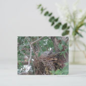 Morning Dove Nesting Briefkaart (Staand voorkant)