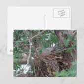 Morning Dove Nesting Briefkaart (Voorkant / Achterkant)