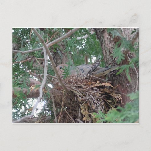 Morning Dove Nesting Briefkaart (Voorkant)