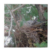 Morning Dove Nesting Tegeltje (Voorkant)