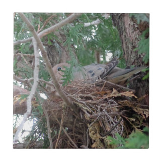 Morning Dove Nesting Tegeltje