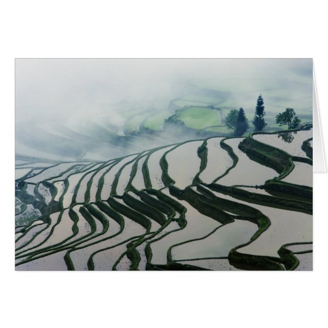 Morning Fog boven rijstvelden (Voorkant Horizontaal)