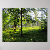 Morning Forest Poster (Voorkant)