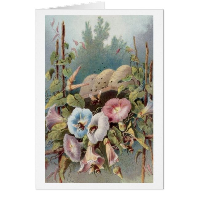 Morning Glories (Voorkant)