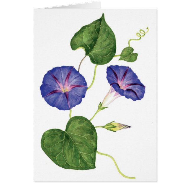 Morning Glories (Voorkant)
