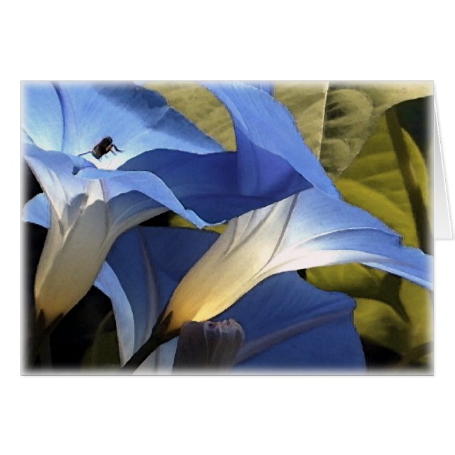 Morning Glories (Voorkant Horizontaal)