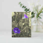 Morning Glories Black White Flower Briefkaart (Staand voorkant)