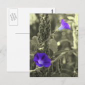 Morning Glories Black White Flower Briefkaart (Voorkant / Achterkant)