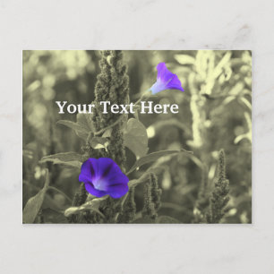 Morning Glories Bloem  Briefkaart