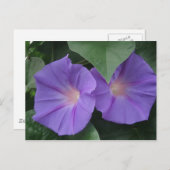 Morning Glories Briefkaart (Voorkant / Achterkant)