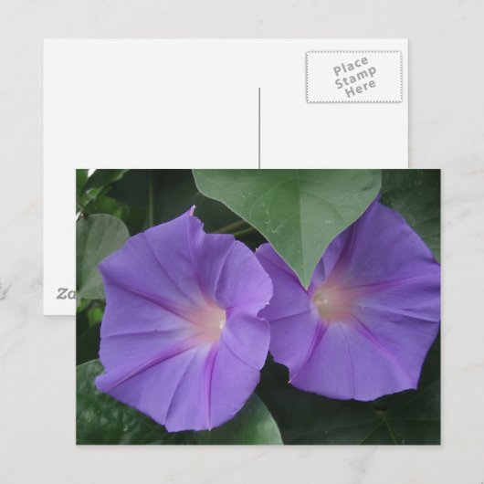 Morning Glories Briefkaart (Voorkant / Achterkant)