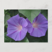 Morning Glories Briefkaart (Voorkant)