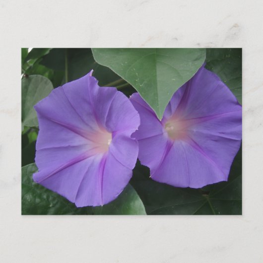 Morning Glories Briefkaart (Voorkant)