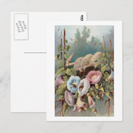 Morning Glories Briefkaart (Voorkant / Achterkant)