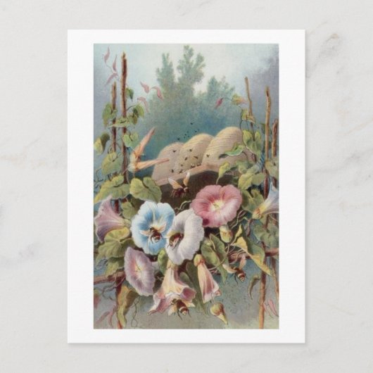 Morning Glories Briefkaart (Voorkant)