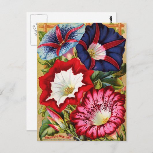 Morning Glories Briefkaart (Voorkant / Achterkant)