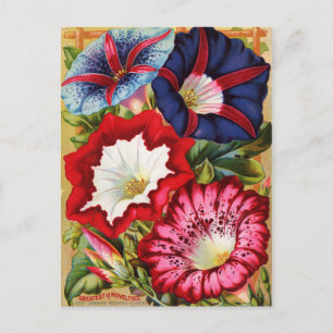 Morning Glories Briefkaart