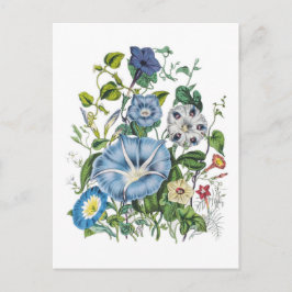 Morning Glories Briefkaart