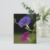Morning Glories Briefkaart (Staand voorkant)