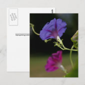 Morning Glories Briefkaart (Voorkant / Achterkant)