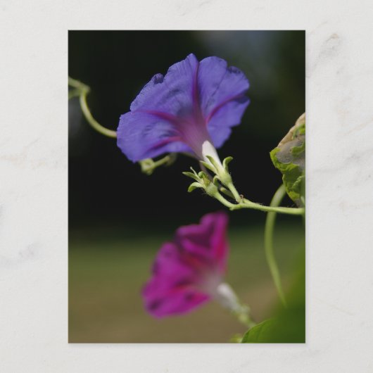 Morning Glories Briefkaart (Voorkant)