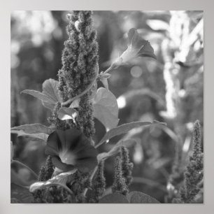 Morning Glories draagt zwart-witafdrukken Poster