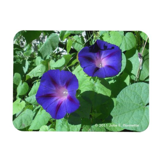 Morning Glories Flexi Magnet Magneet (Horizontaal)