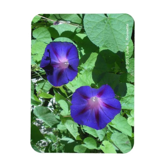 Morning Glories Flexi Magnet Magneet (Verticaal)