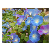 Morning Glories Foto Afdruk (Voorkant)