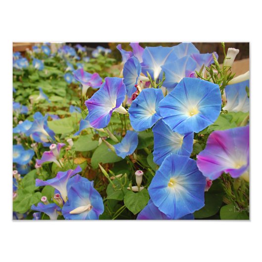 Morning Glories Foto Afdruk (Voorkant)