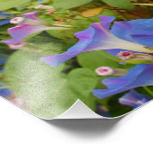 Morning Glories Foto Afdruk (Hoek)