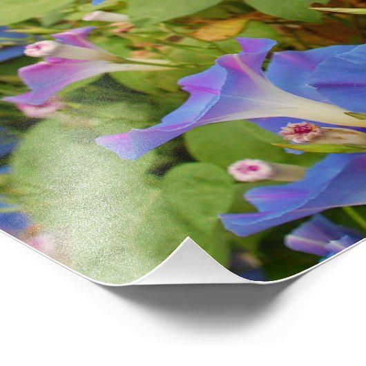 Morning Glories Foto Afdruk (Hoek)