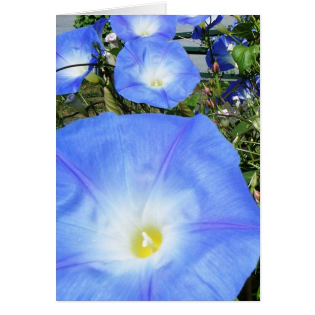 "Morning Glories II" (Voorkant)