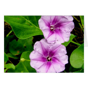 Morning Glories @ Krabi Kaart