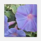 Morning Glories Magnet (Voorkant)
