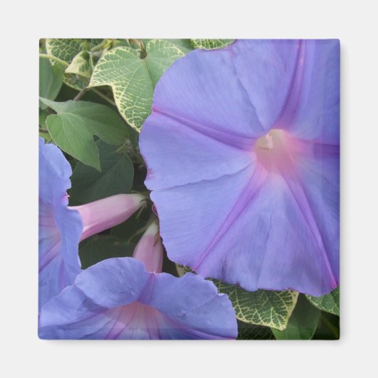 Morning Glories Magnet (Voorkant)