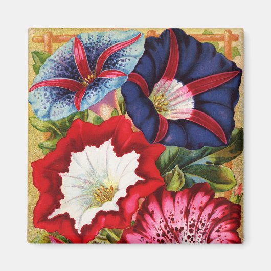 Morning Glories Magnet (Voorkant)